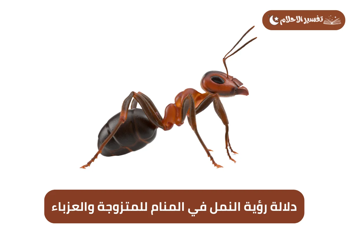 دلالة رؤية النمل في المنام للمتزوجة والعزباء
