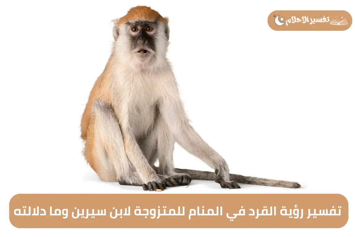 تفسير رؤية القرد في المنام للمتزوجة لابن سيرين وما دلالته