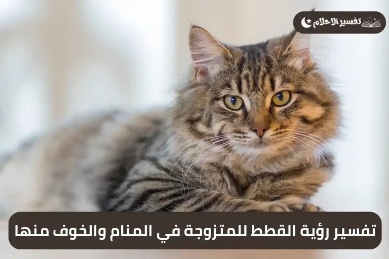 تفسير رؤية القطط للمتزوجة في المنام والخوف منها