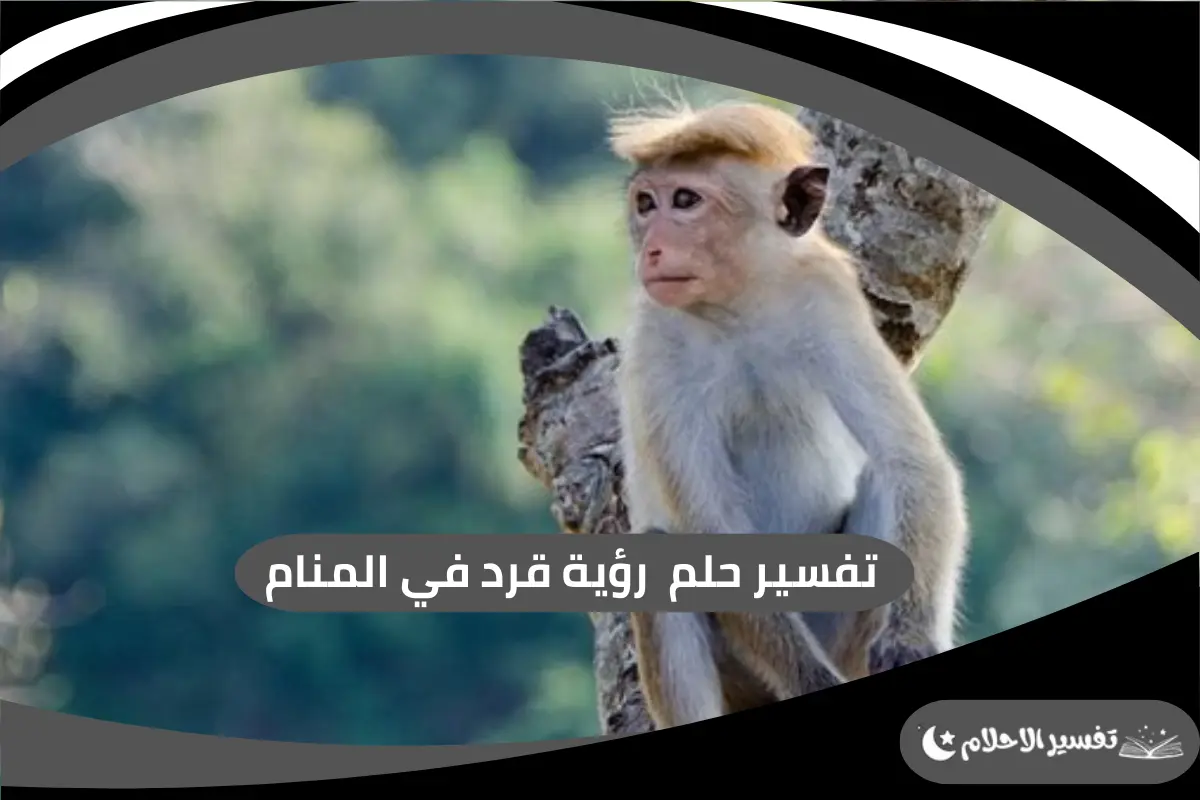 رؤية قرد في المنام